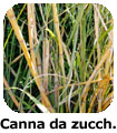 Canna da Zucchero